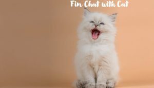 Fin Chat with my Financial Savvy Cat In Year 2000