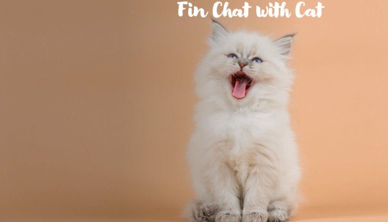 fin chat with cat