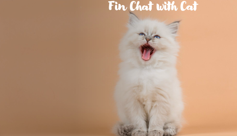 Cat Chat Fin Chat With My Cat Finpins
